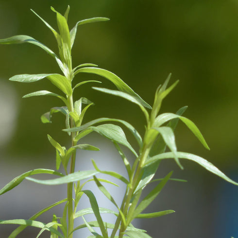 Tarragon (Russian) Herb Seeds